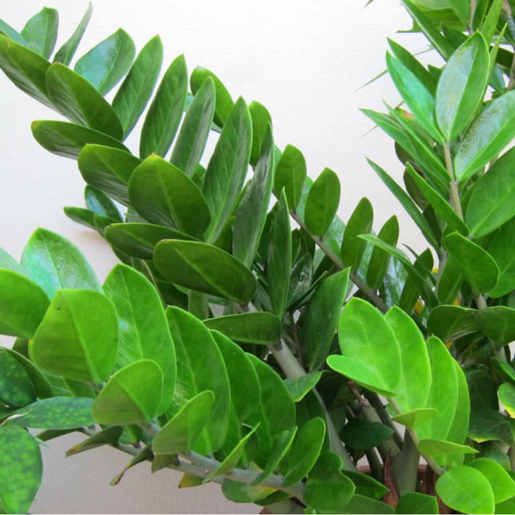 plant image 238141