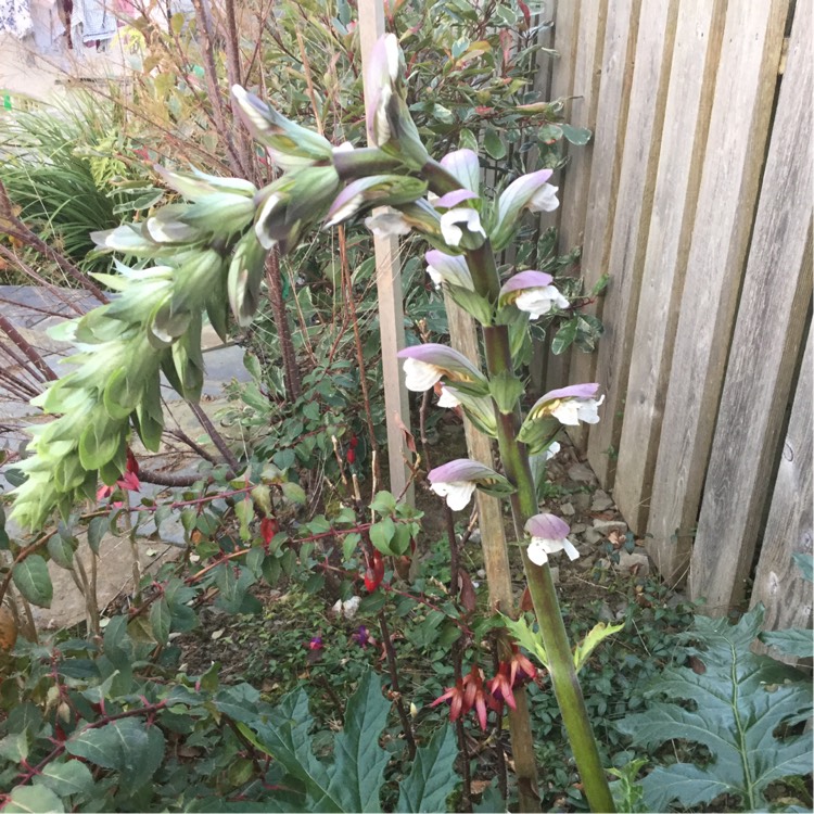 plant image 274463 plant image 274463