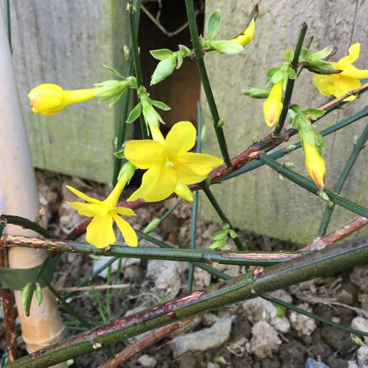 plant image 280527