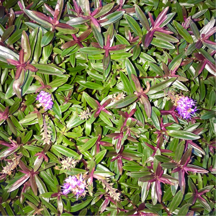 Plant image Hebe 'Mrs Winder'
