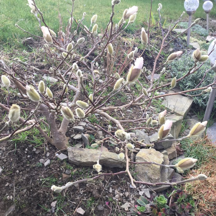 plant image 329960