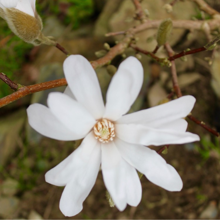 plant image 331427