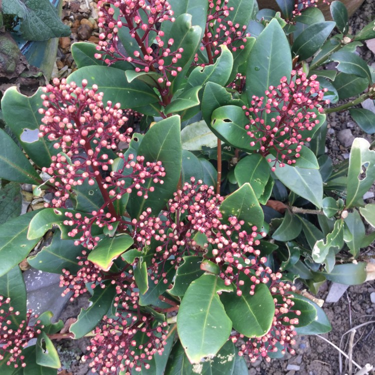 plant image 331650