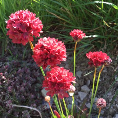Armeria Pseudoarmeria 'Ballerina red'