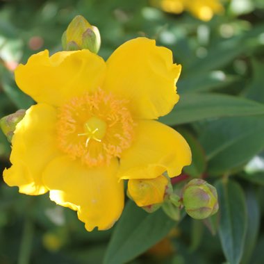 Hypericum 'Hidcote'