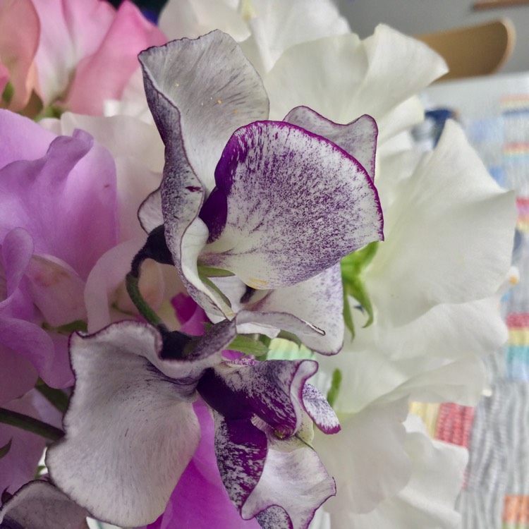 plant image 465316