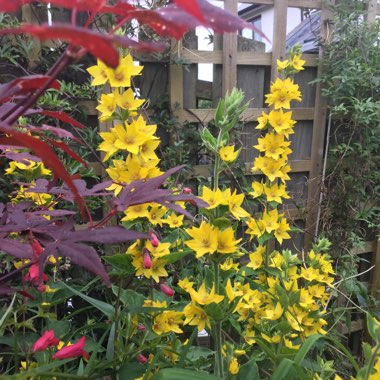 Lysimachia punctata