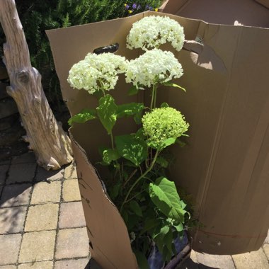 Hydrangea arborescens 'Annabelle'