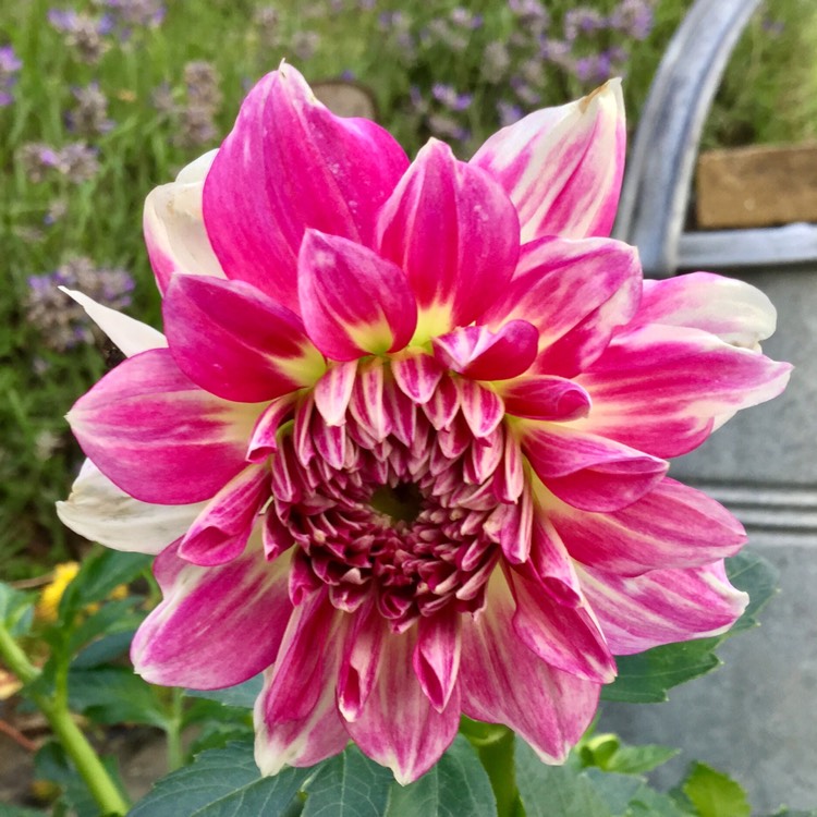 plant image 485400