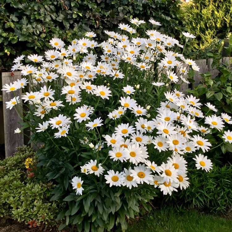 plant image 501450