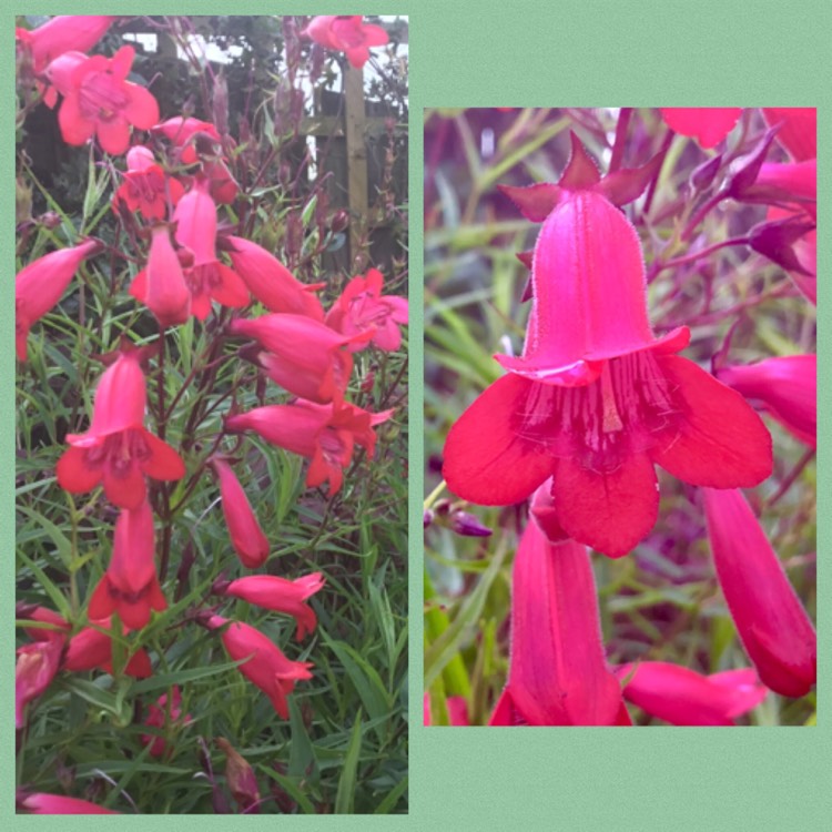 Plant image Penstemon 'Andenken an Friedrich Hahn' syn. Penstemon 'Garnet'