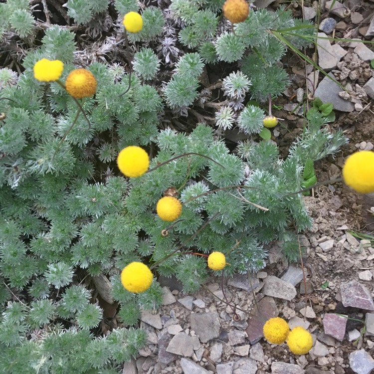 plant image 515192