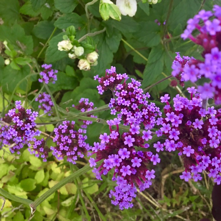 plant image 516417