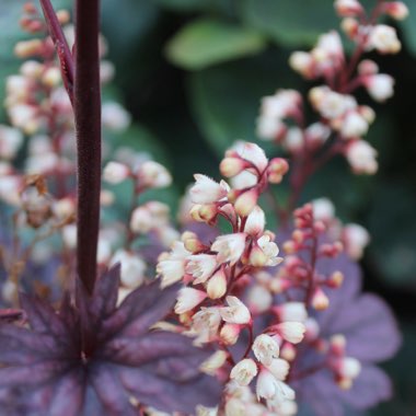Heuchera villosa 'Palace Purple' syn. Heuchera sanguinea 'Palance Purple', Heuchera micrantha 'Palace Purple'