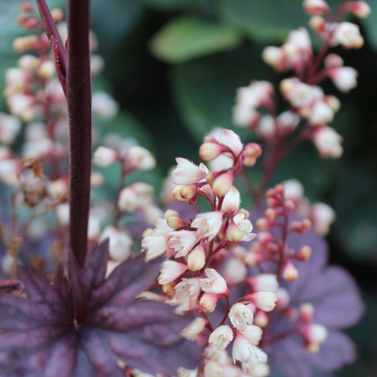Plant image Heuchera villosa 'Palace Purple' syn. Heuchera sanguinea 'Palance Purple', Heuchera micrantha 'Palace Purple'