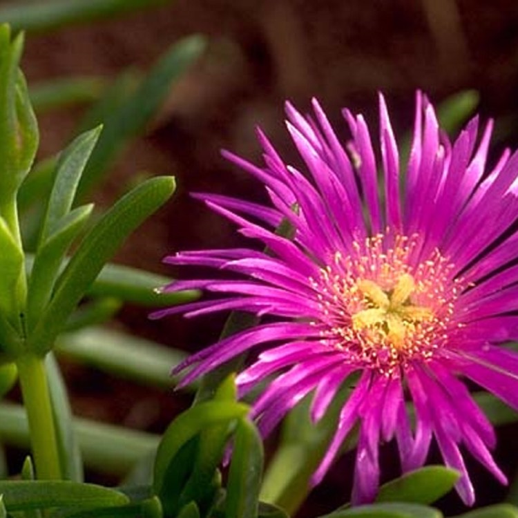 plant image 540736