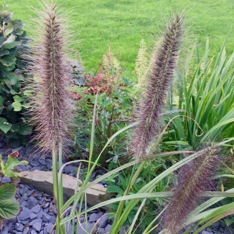 plant image 542031