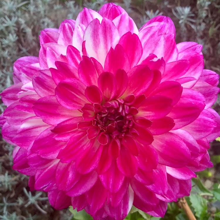 plant image 544739
