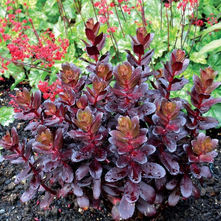 Plant image Sedum 'Touchdown Teak'