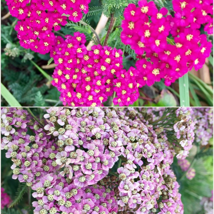 plant image 553096