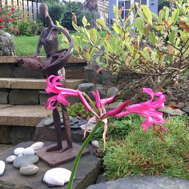 Nerine bowdenii