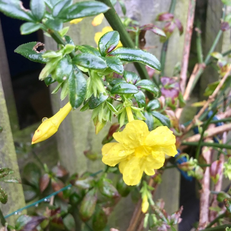 plant image 558686