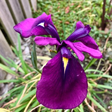 Iris ensata 'Barr Purple East'