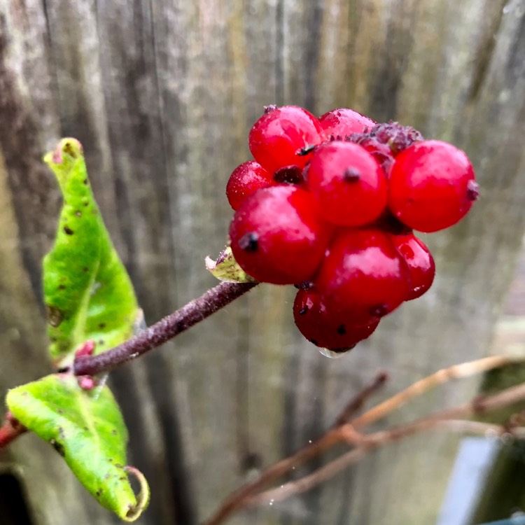 plant image 569352