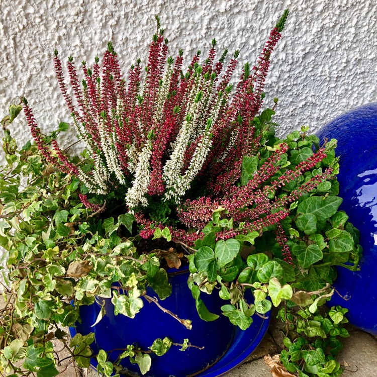 Plant image Erica carnea