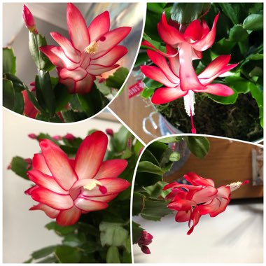 Schlumbergera truncata