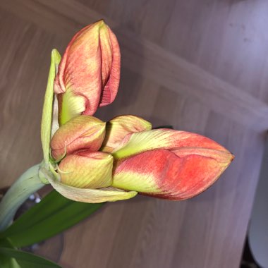 Hippeastrum
