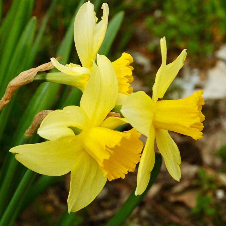 plant image 610792