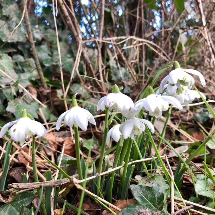 plant image 611065