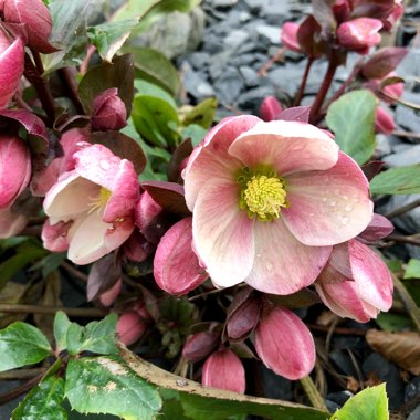 Helleborus 'Coseh 710' (HGC Series) syn. Helleborus 'HGC Pink Frost'