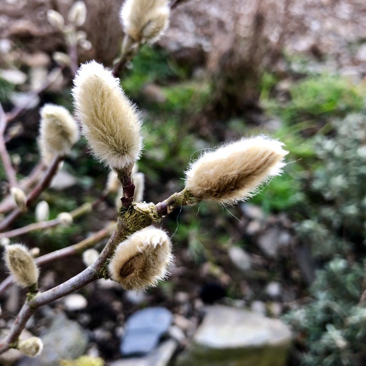 plant image 626842