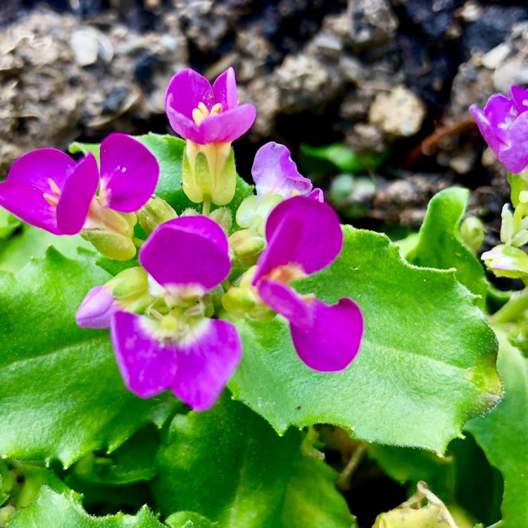 Plant image Arabis blepharophylla 'Rose Delight'
