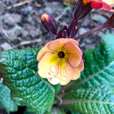 Primula 'Champagne'