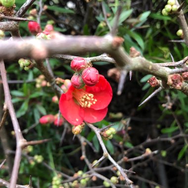 Chaenomeles japonica