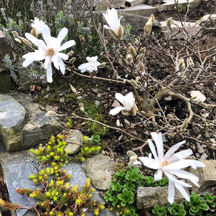 plant image 653970