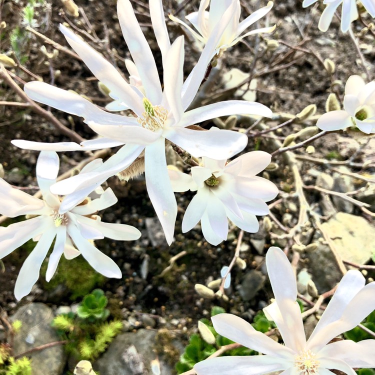 plant image 661086
