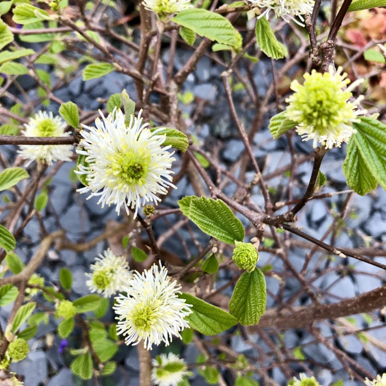plant image 666560