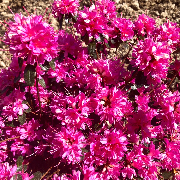 Plant image Rhododendron japonica 'Amoena'