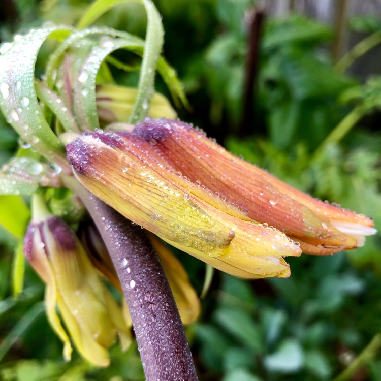 plant image 695199