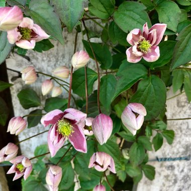 Clematis Montana 'Elizabeth'