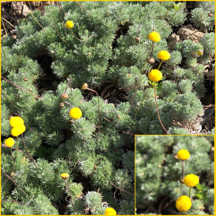 plant image 732399