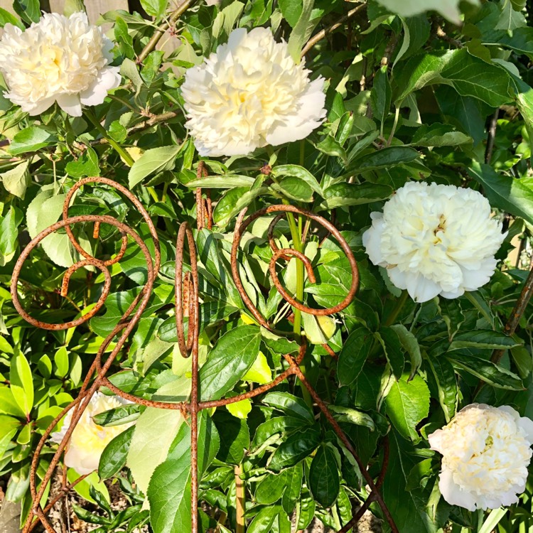 plant image 742359