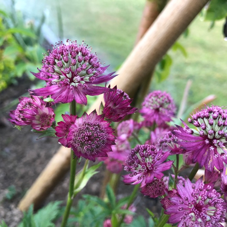 Plant image Astrantia major 'Star of Beauty' (Sparkling Stars Series)
