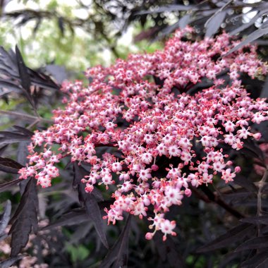 Sambucus nigra f. porphyrophylla 'Eva' syn. Sambucus nigra f. porphyrophylla 'Black Lace', Sambucus nigra 'Black Lace'