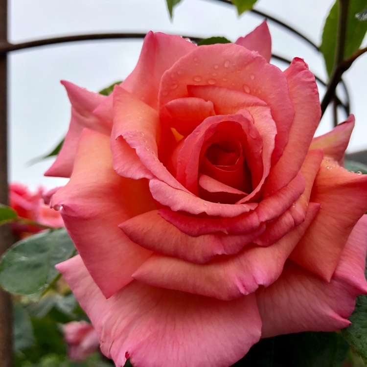 plant image 747884 plant image 747884