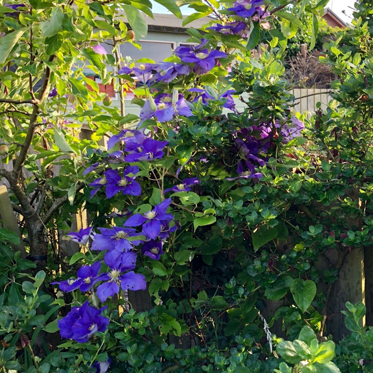 plant image 760591